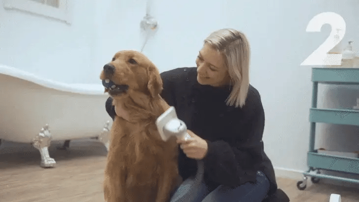 Pet parent using The Shed Sucker grooming vacuum on golden retriever at home