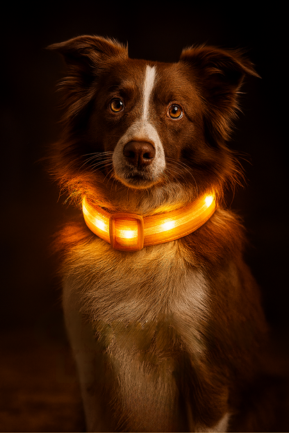 GlowPaw LED Collar