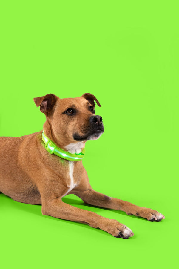 GlowPaw LED Collar