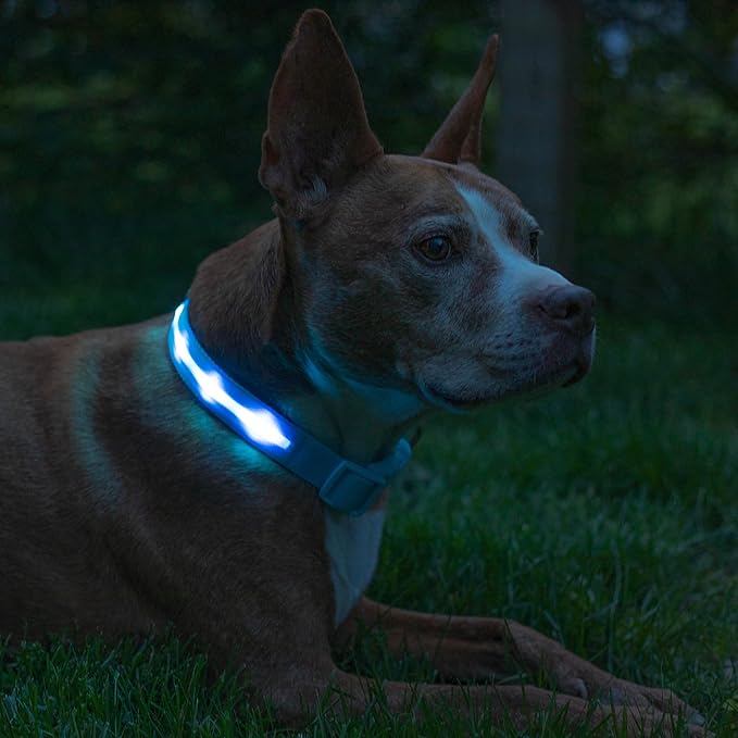 GlowPaw LED Collar