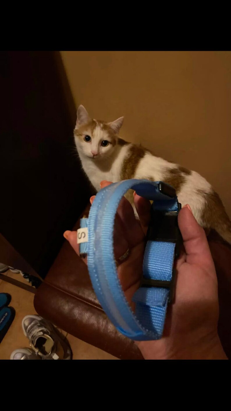 GlowPaw LED Collar