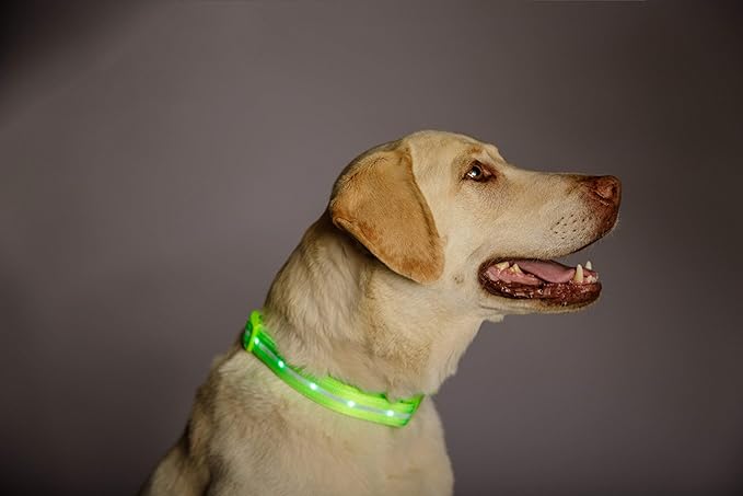 GlowPaw LED Collar