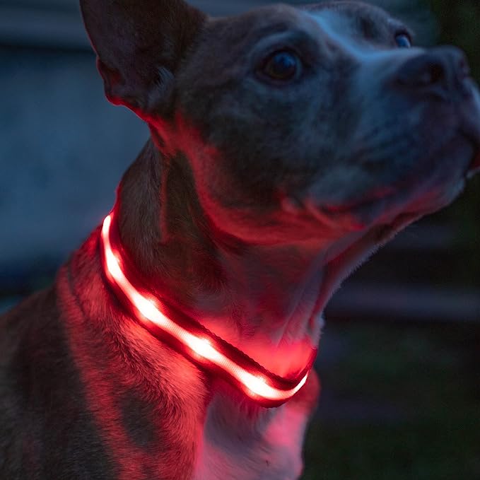 GlowPaw LED Collar
